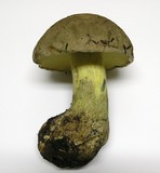 Boletus rubripes image