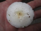 Amanita albocreata image