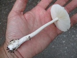 Amanita albocreata image