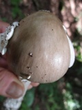 Amanita submaculata image
