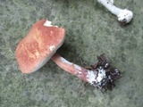 Austroboletus gracilis image