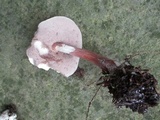 Austroboletus gracilis image