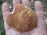 Austroboletus gracilis image