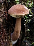 Imleria badia image