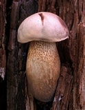 Tylopilus felleus image