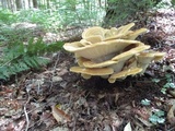 Bondarzewia berkeleyi image