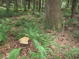 Bondarzewia berkeleyi image