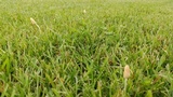 Conocybe apala image