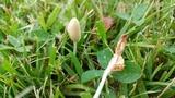 Conocybe apala image