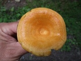 Lactarius croceus image
