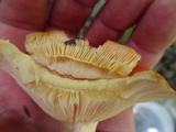Lactarius croceus image