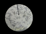 Lactarius croceus image