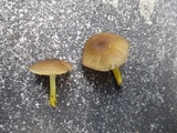 Pluteus romellii image