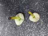 Pluteus romellii image