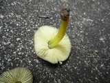 Pluteus romellii image