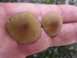Pluteus romellii image