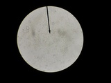 Pluteus romellii image