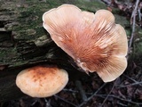Tapinella panuoides image