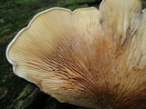 Tapinella panuoides image