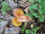 Phylloporus rhodoxanthus image