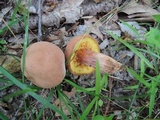 Phylloporus rhodoxanthus image