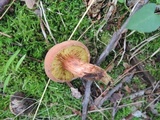 Phylloporus rhodoxanthus image