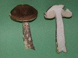 Leccinum cyaneobasileucum image