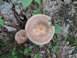 Russula crustosa image