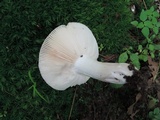 Russula crustosa image