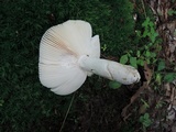 Russula crustosa image