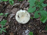 Russula heterophylla image