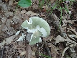 Russula heterophylla image
