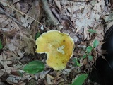 Russula cyanoxantha image