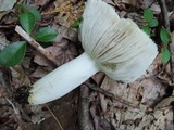 Russula cyanoxantha image