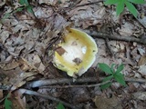 Russula cyanoxantha image