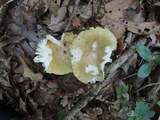 Russula cyanoxantha image