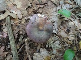 Russula cyanoxantha image