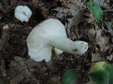 Russula cyanoxantha image