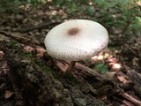 Leucoagaricus americanus image