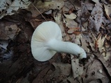 Russula modesta image