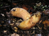 Suillus fuscotomentosus image