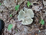 Russula modesta image