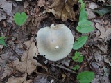 Russula modesta image