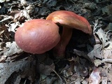 Boletus pallidoroseus image