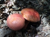 Boletus pallidoroseus image