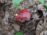 Russula vinacea image