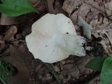 Russula cyanoxantha image