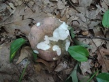 Russula cyanoxantha image