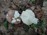 Russula cyanoxantha image