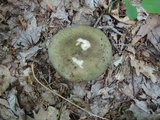 Russula variata image